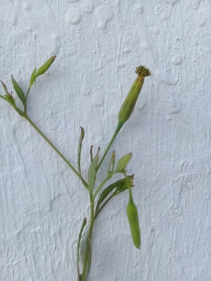 Porophyllum ruderale flower