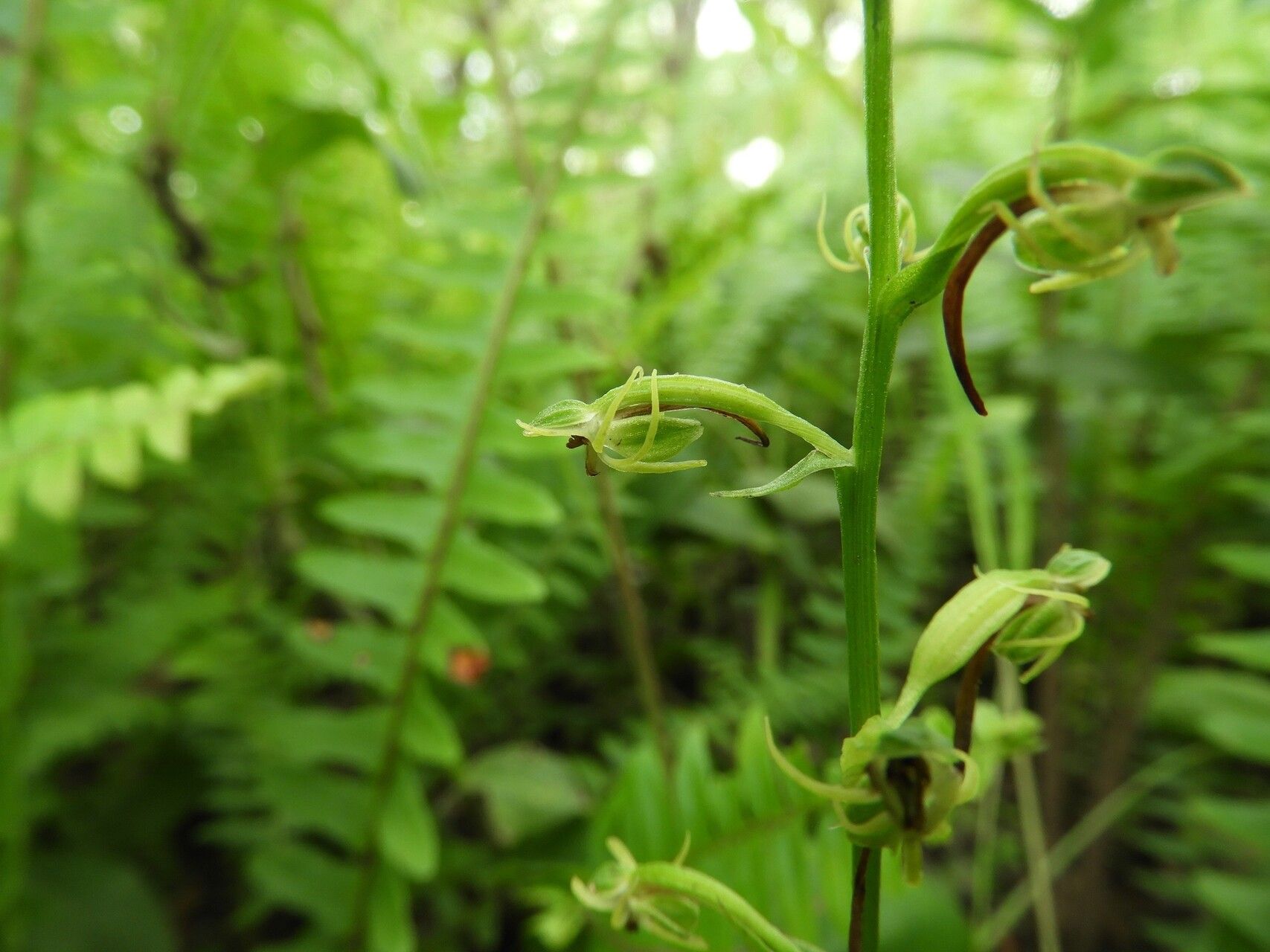 Habenaria supplicans flower