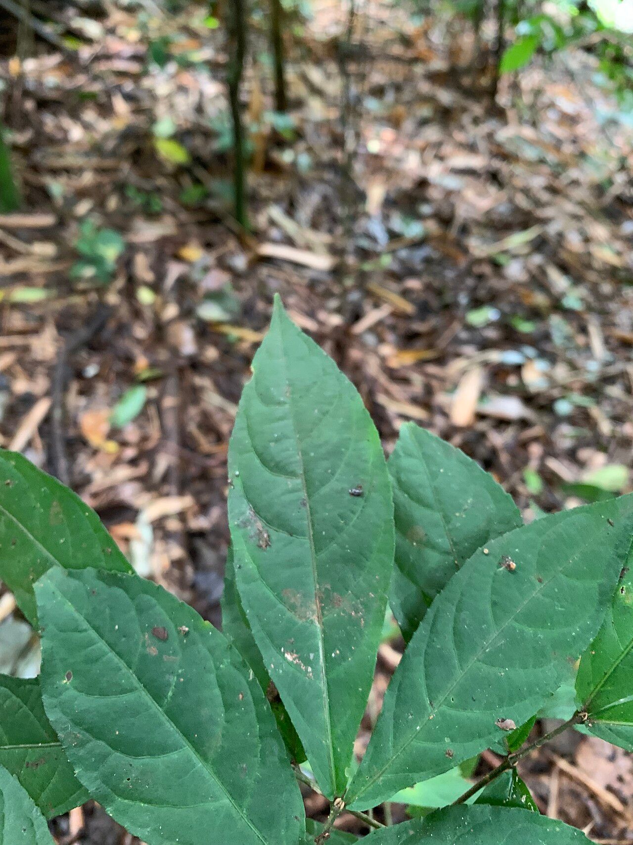 Hybanthus atropurpureus — related species from the same genus