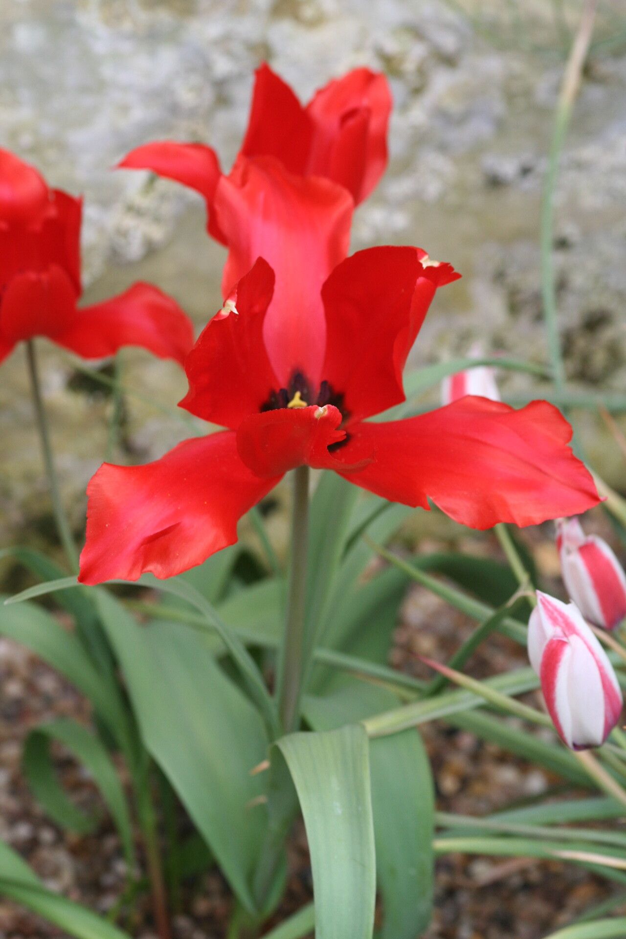 Tulipa sosnowskyi — search result for 'Tulipa'