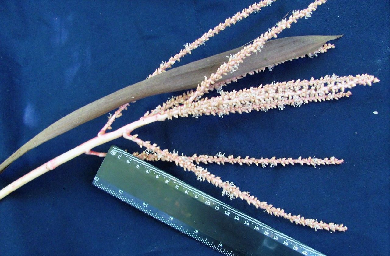 Prestoea longepetiolata fruit