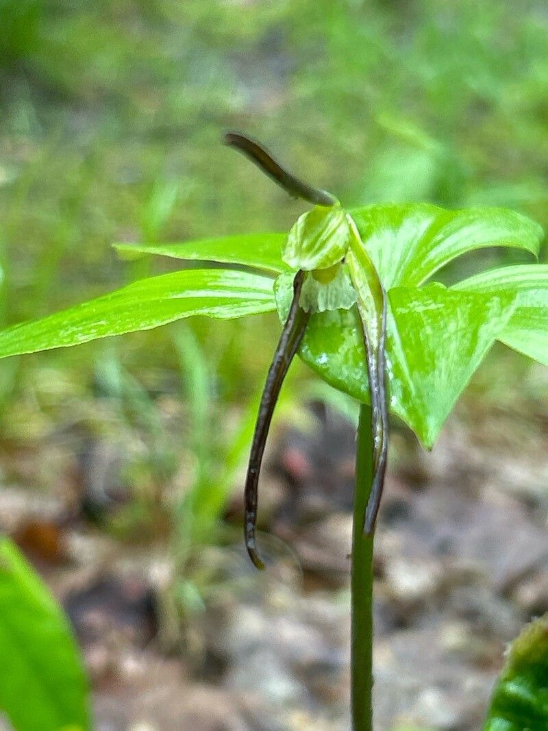 Isotria verticillata — houseplant care guide