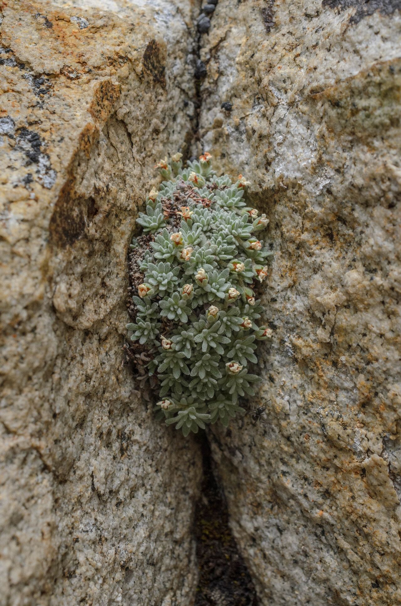 Androsace argentea fruit