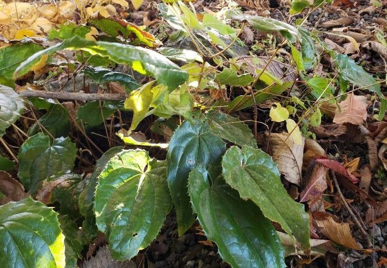 Epimedium rhizomatosum habit