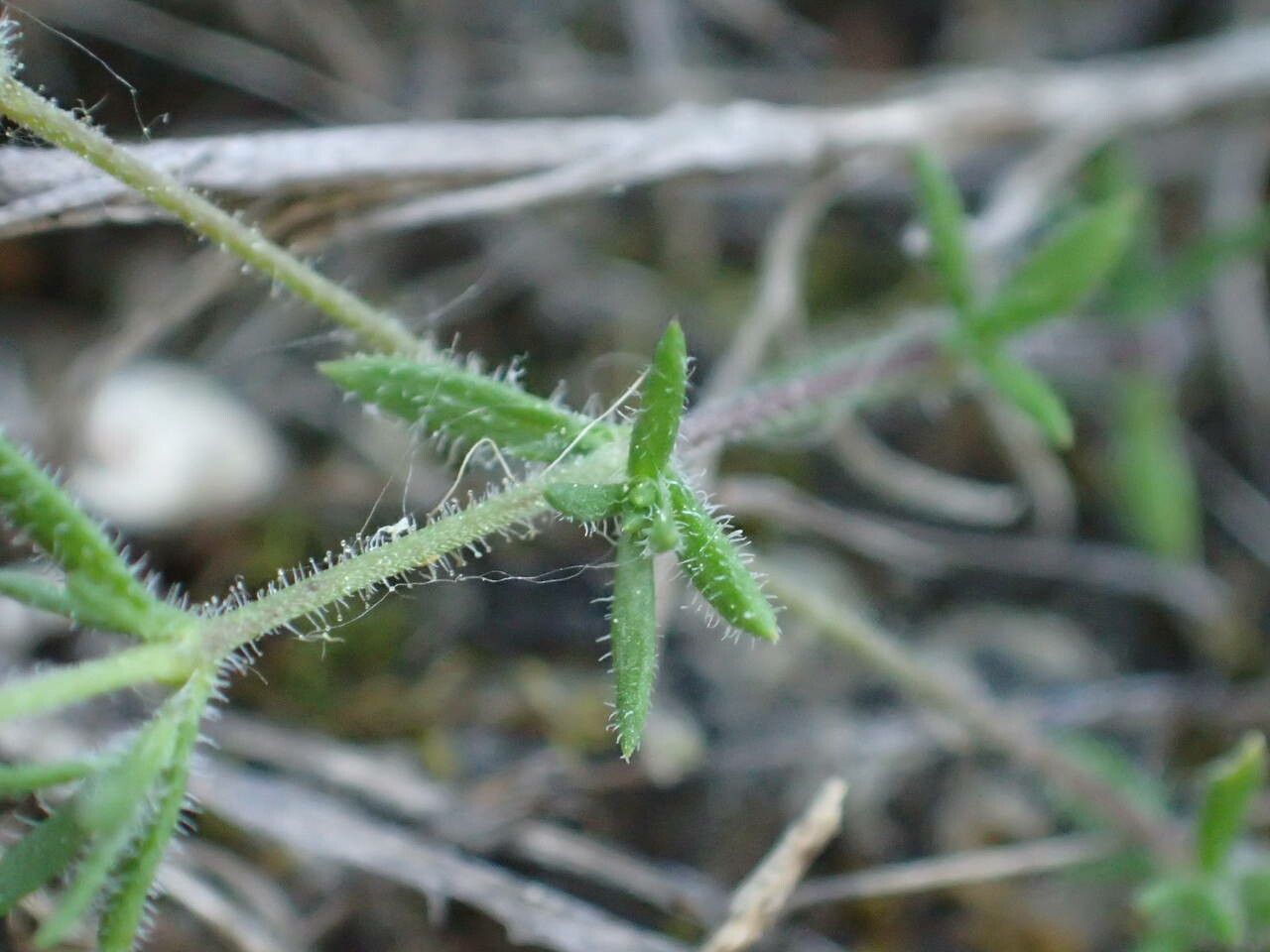 Arenaria hispida — houseplant care guide
