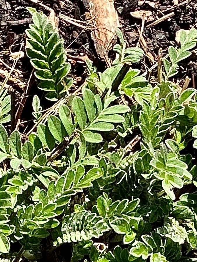 Centaurea fischeri — houseplant care guide