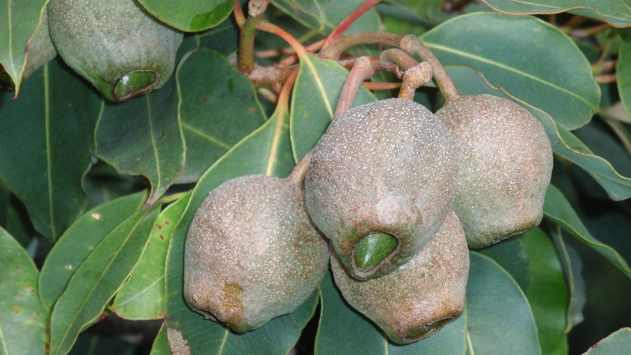 Corymbia ficifolia fruit