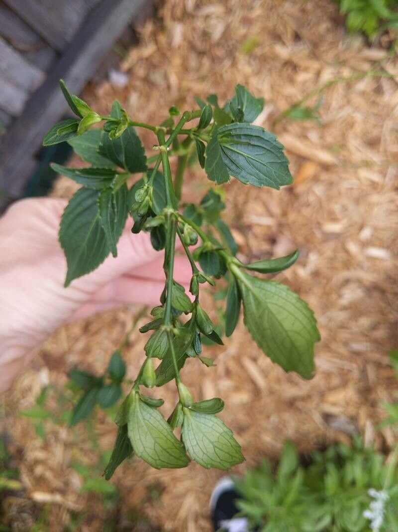 Strobilanthes hamiltoniana other