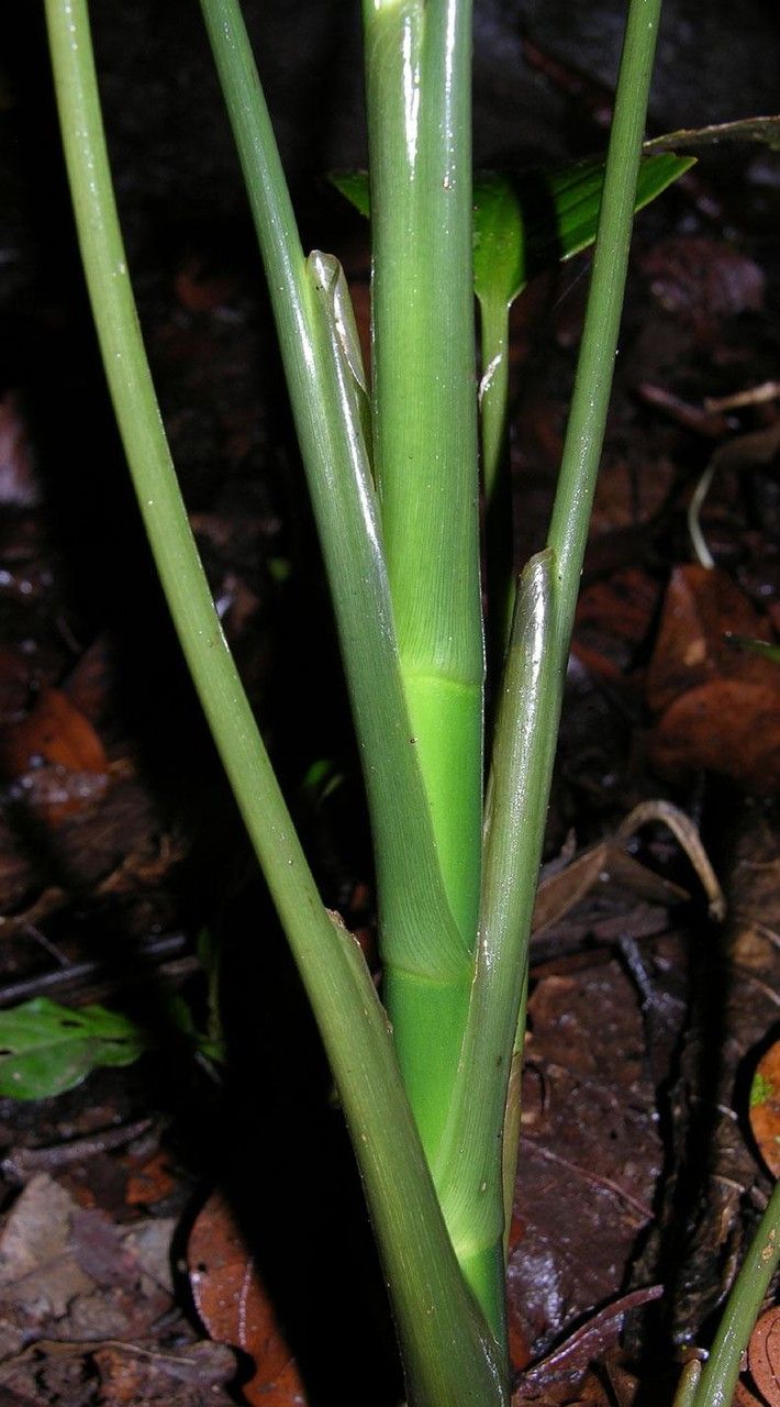 Dieffenbachia concinna bark