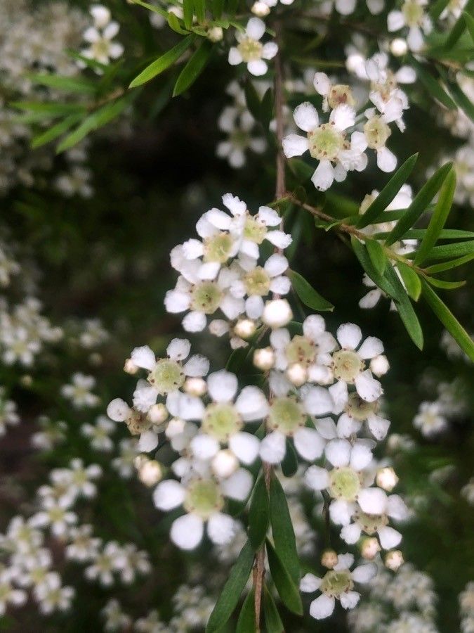 Sannantha virgata flower