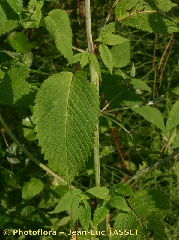 Galeopsis × polychroma — houseplant care guide