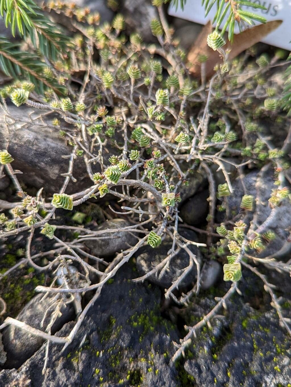 Thymus sipyleus habit
