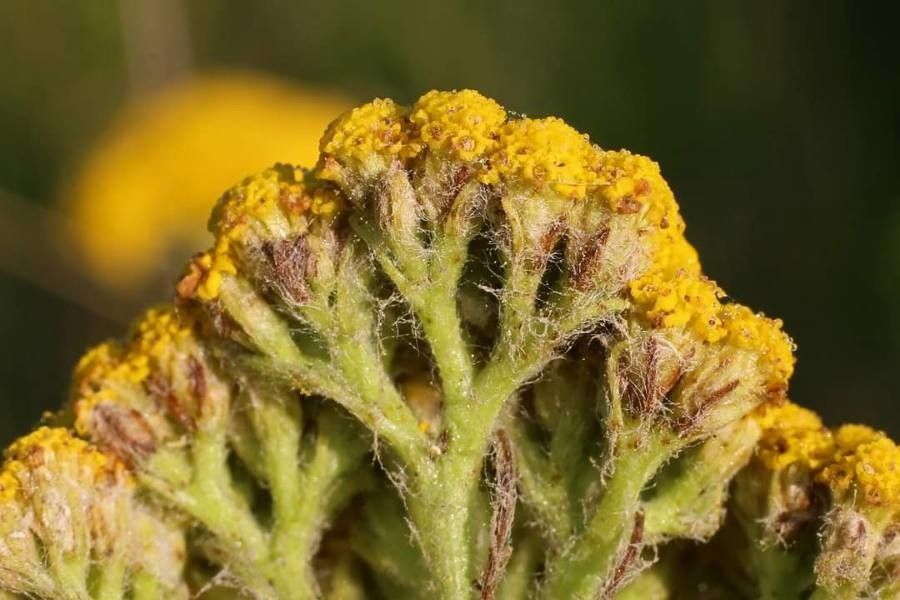 Achillea thracica other