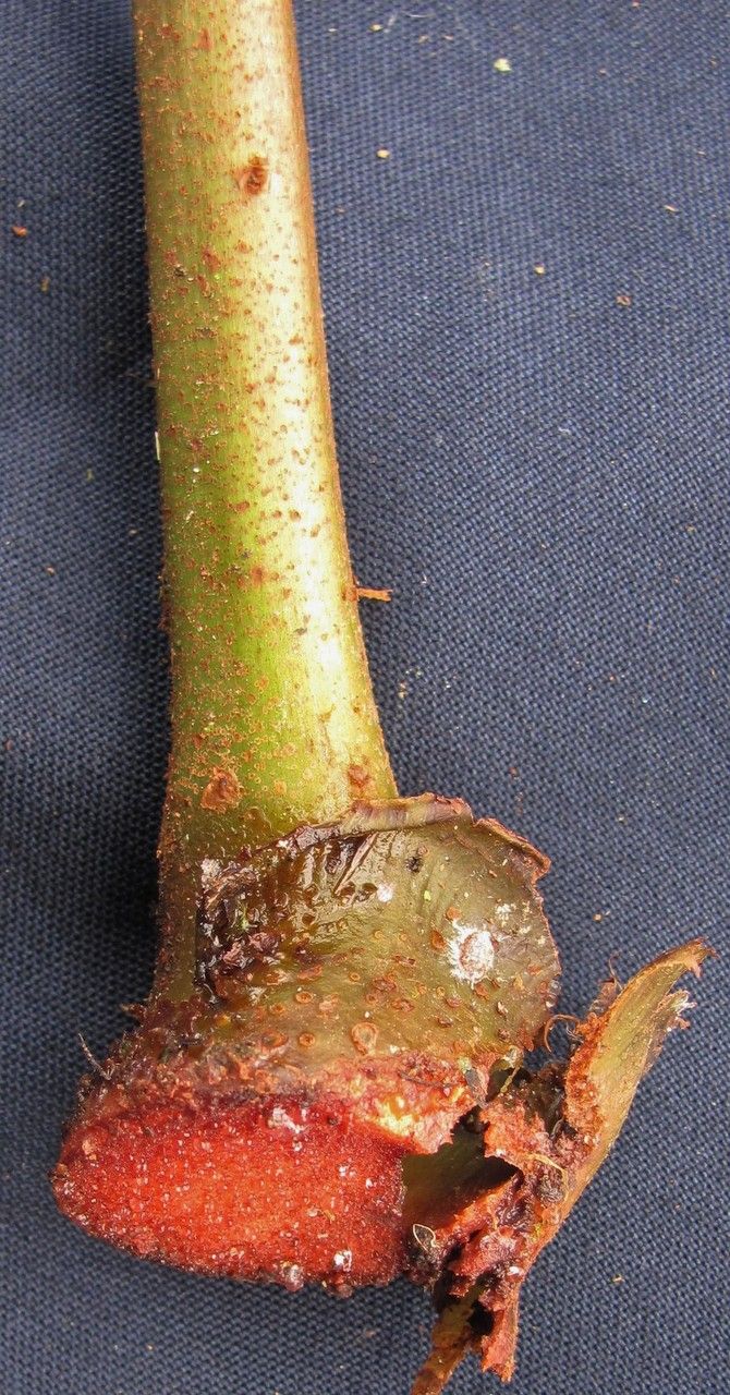 Danaea longicaudata bark