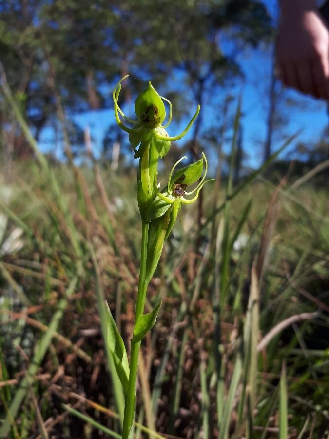 Habenaria secundiflora flower