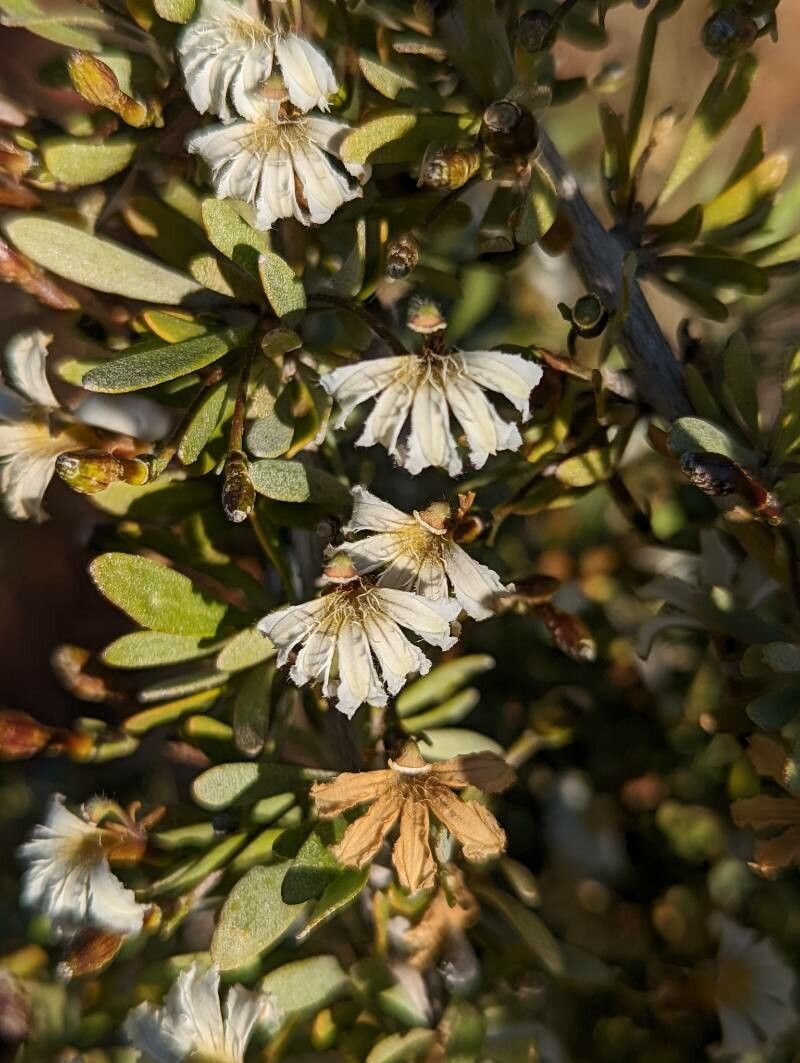 Scaevola spinescens flower