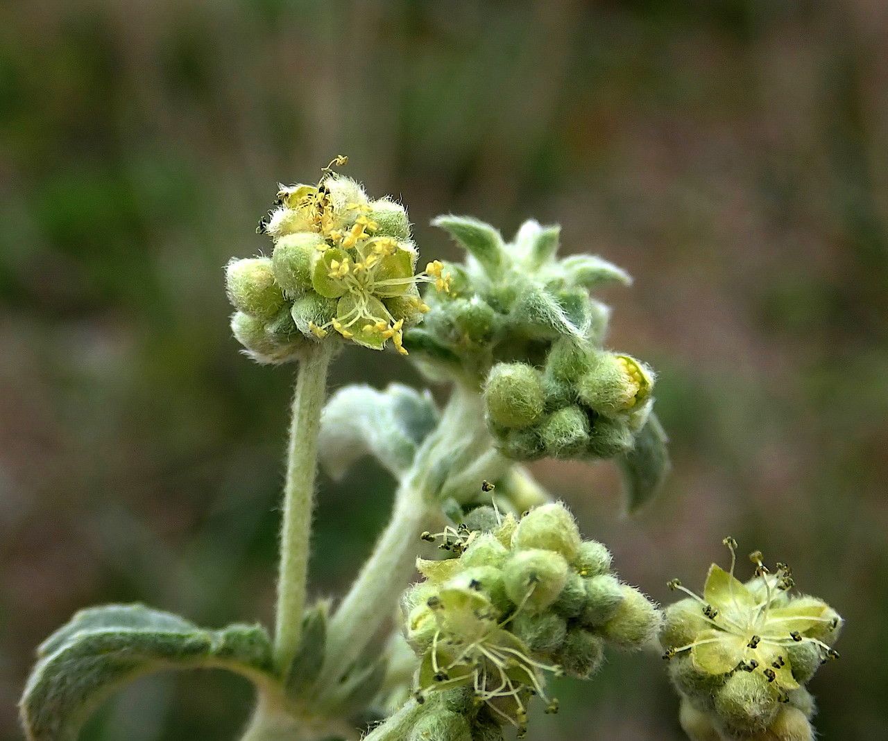 Mercurialis tomentosa flower