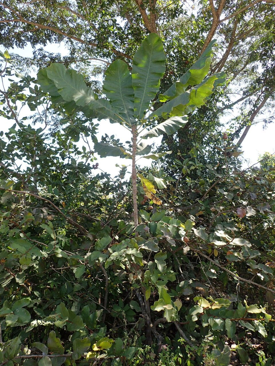 Anthocleista djalonensis habit