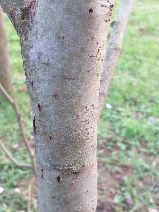 Salix hookeriana bark