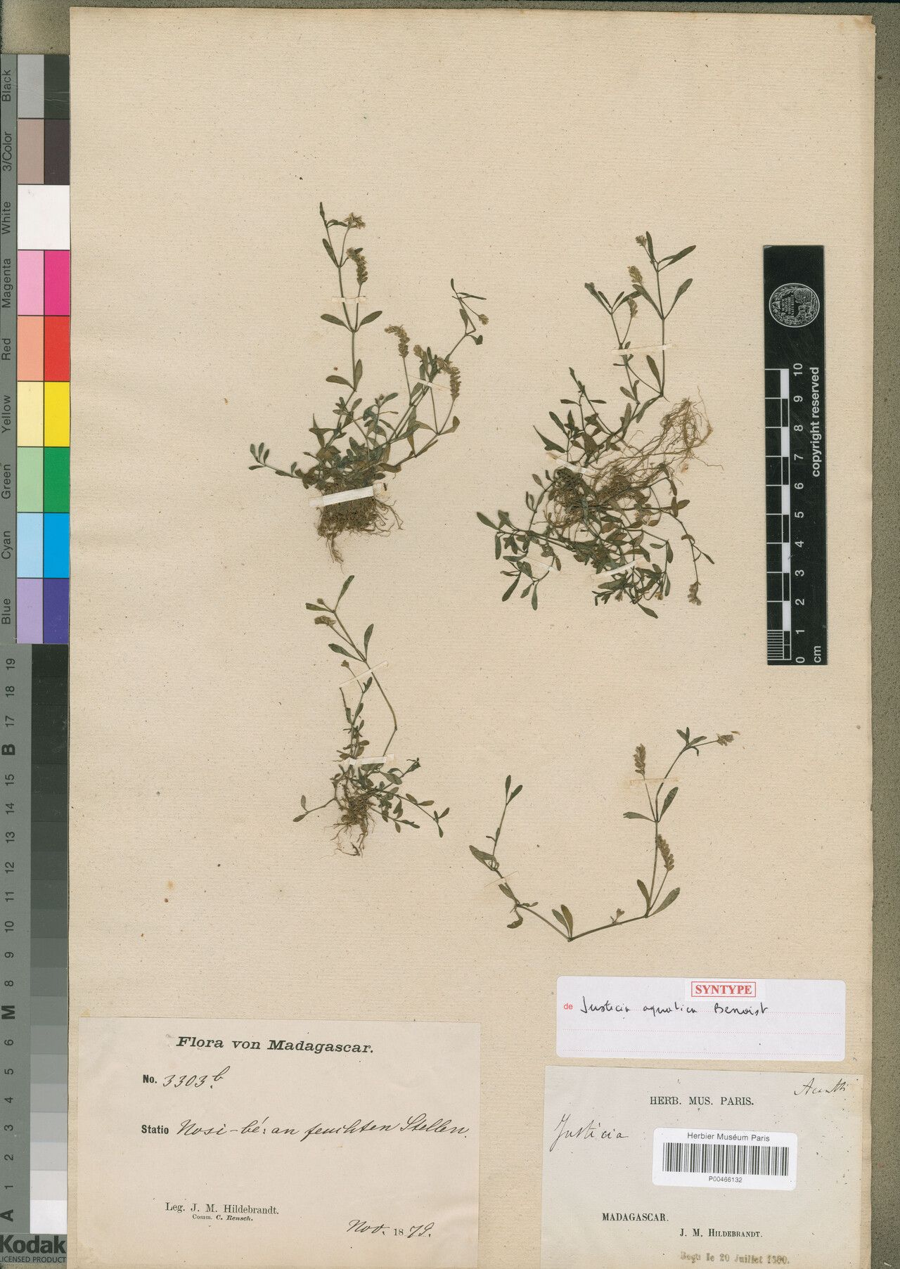 Justicia aquatica — houseplant care guide