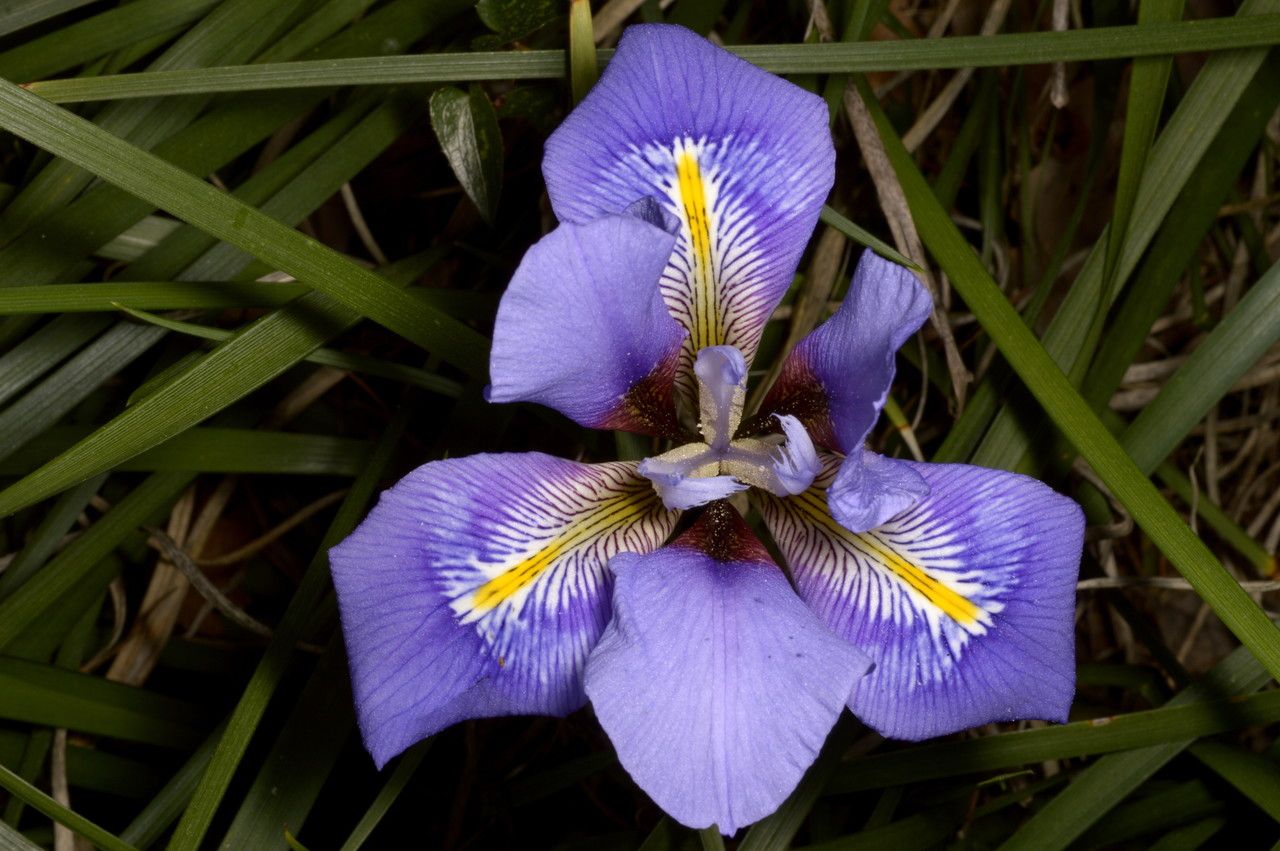 Iris cretensis flower