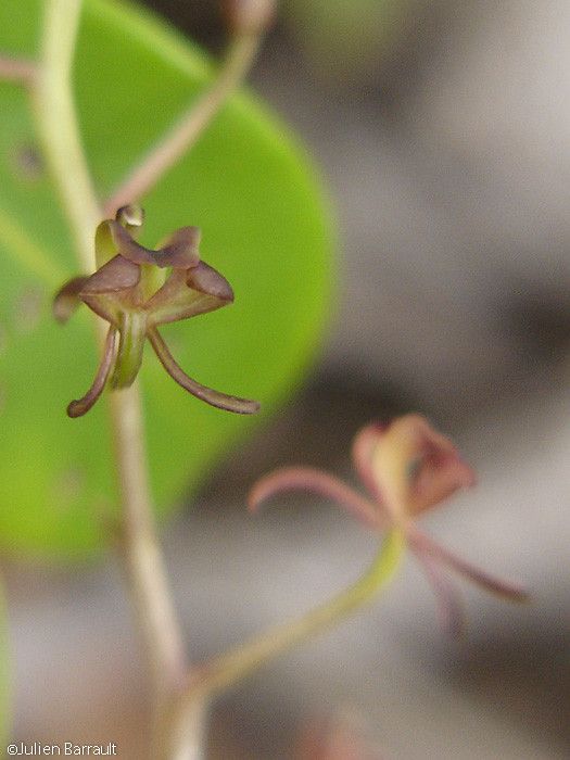 Liparis leratii fruit