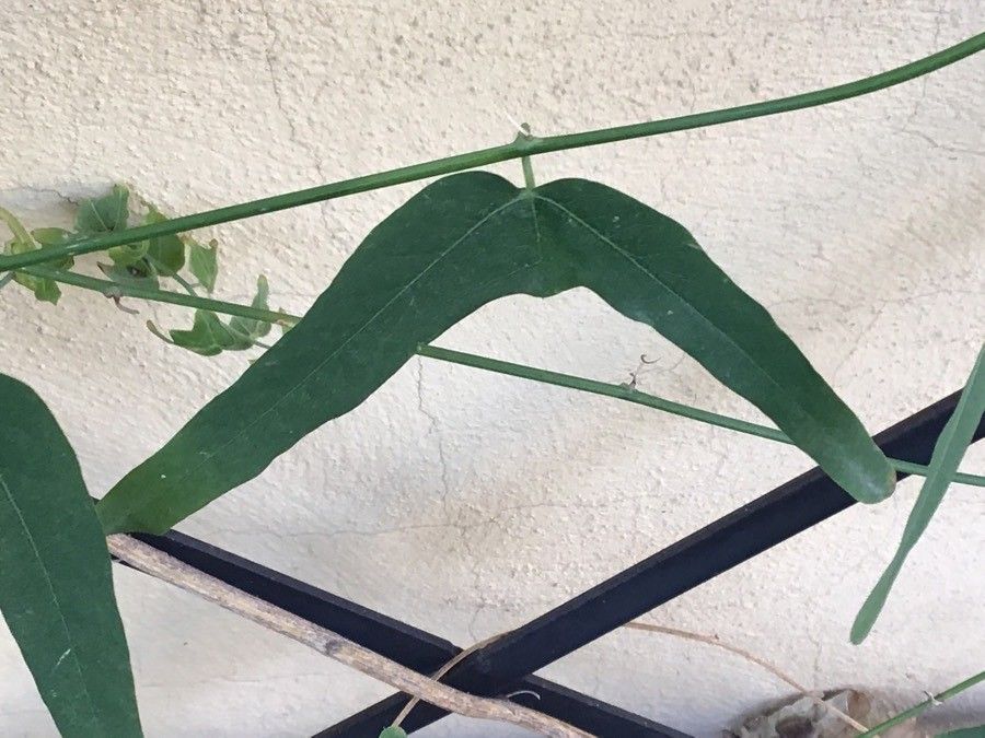 Passiflora perfoliata — houseplant care guide