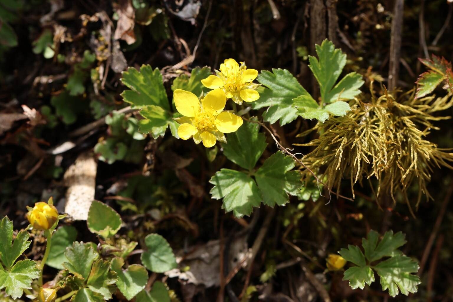 Geum ternatum flower