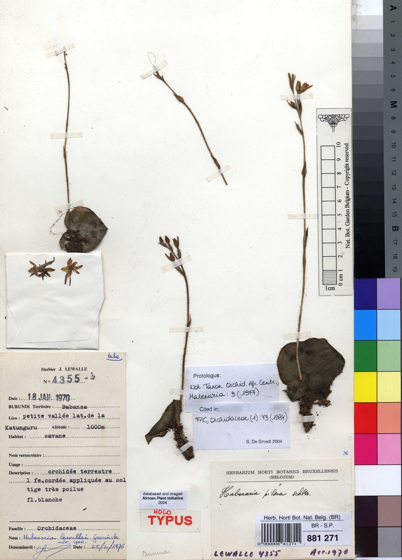 Habenaria lewallei — houseplant care guide