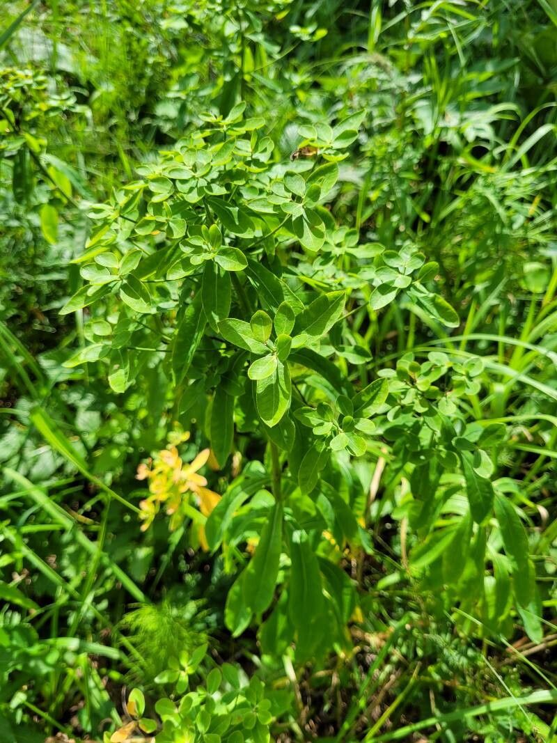 Euphorbia altaica habit
