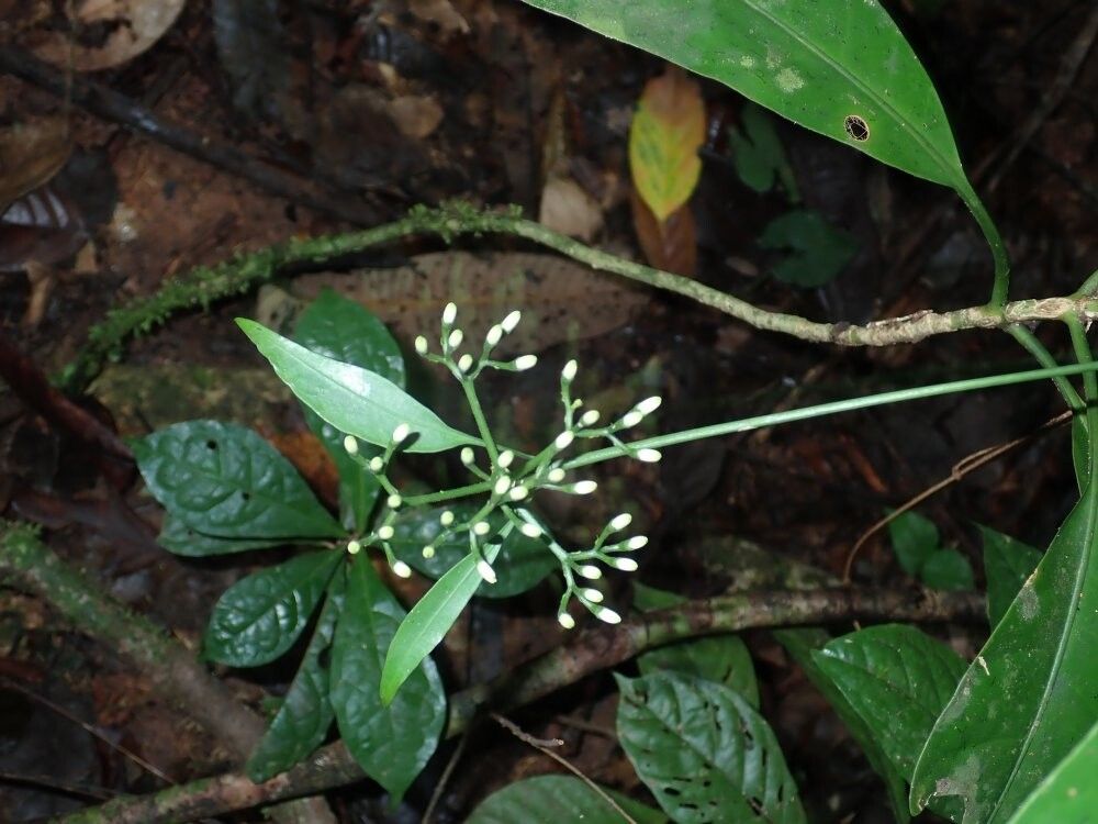 Pavetta gracilipes — houseplant care guide