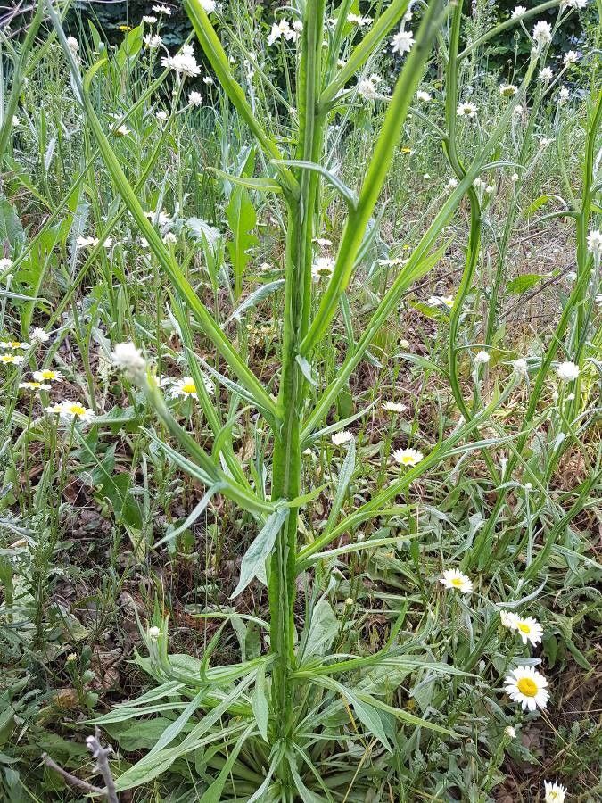Ammobium alatum leaf