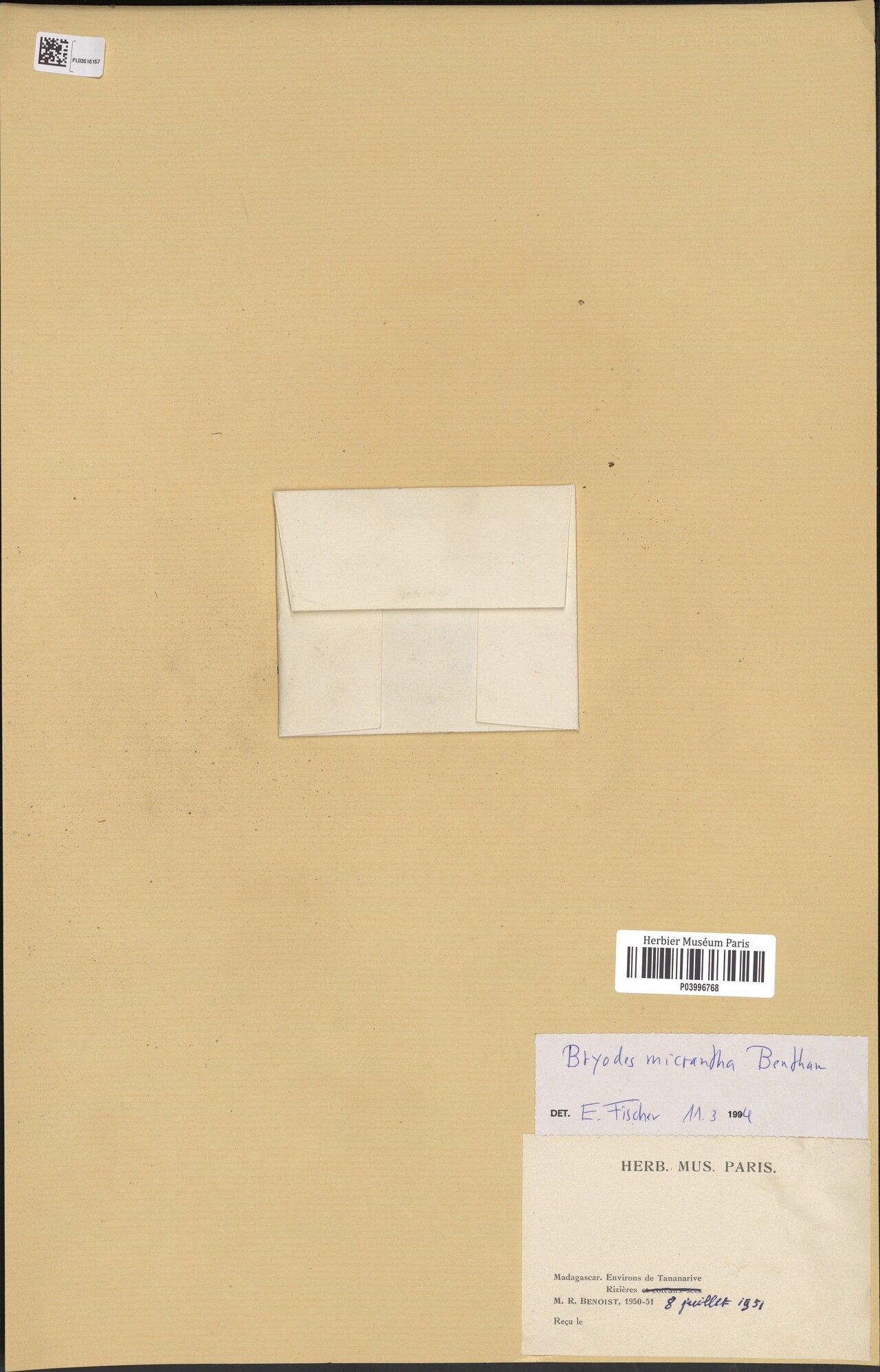 Lindernia benthamii — related species from the same genus