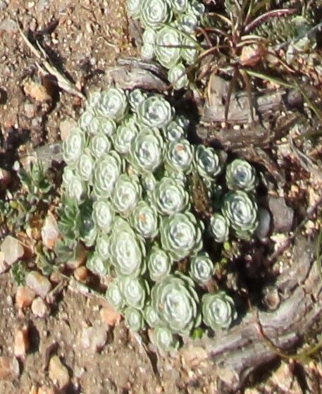 Filago tyrrhenica leaf