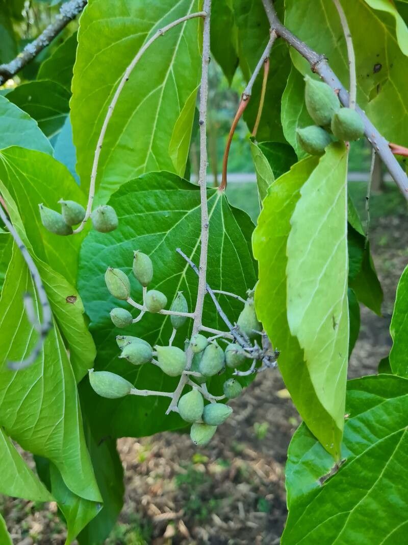 Poliothyrsis sinensis fruit
