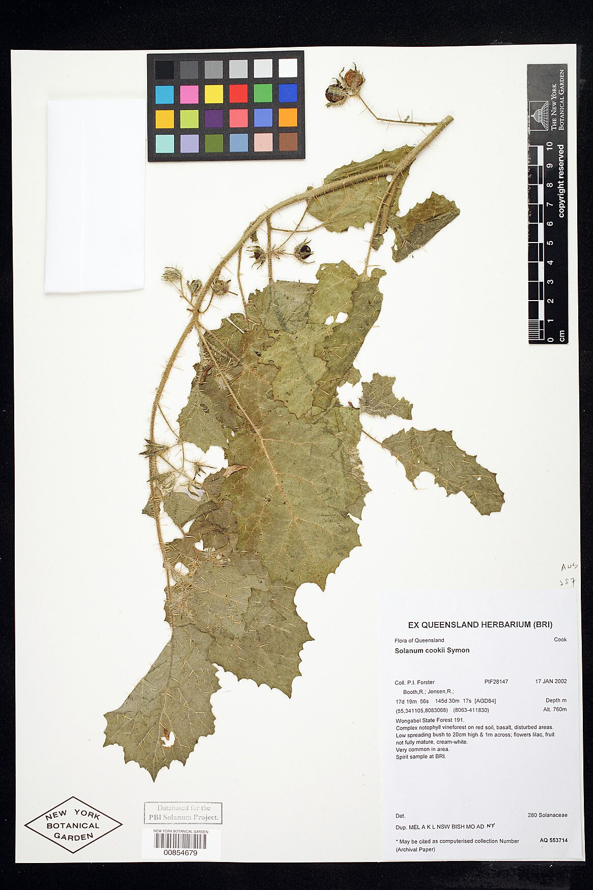 Solanum cookii — houseplant care guide