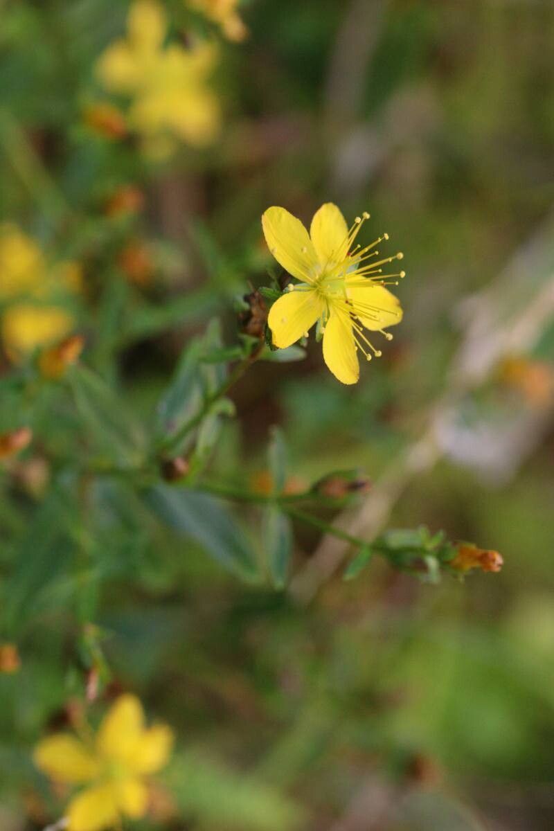 Hypericum sikokumontanum — houseplant care guide