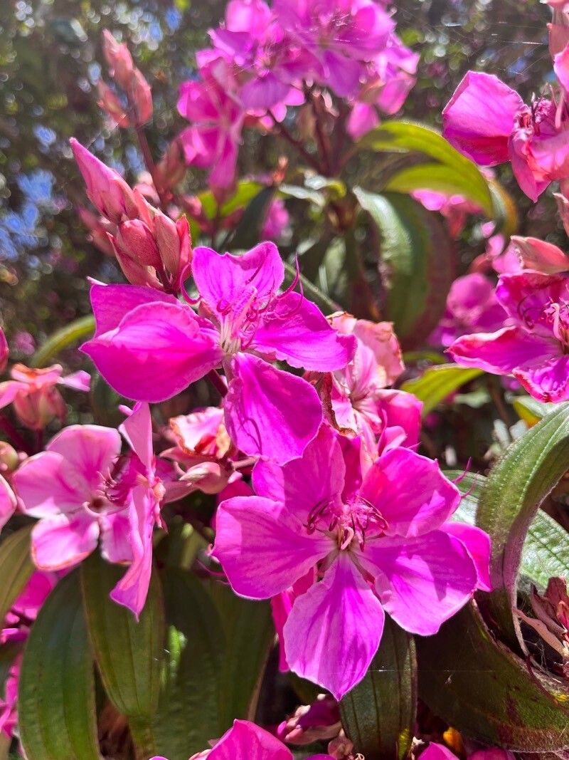 Pleroma granulosum flower