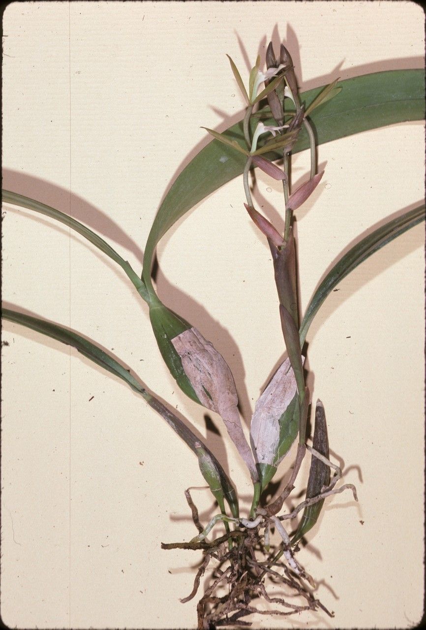 Epidendrum purpurascens flower