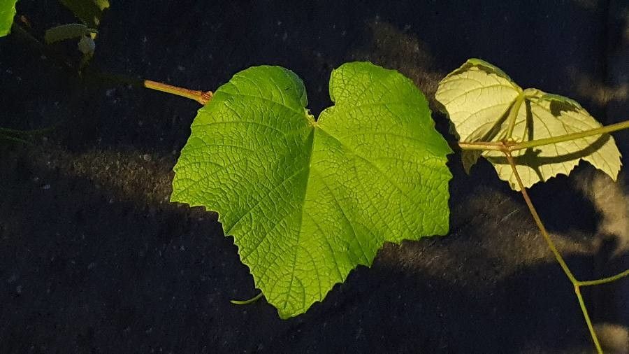 Vitis tiliifolia — search result for 'Costa Rica'