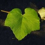 Vitis tiliifolia