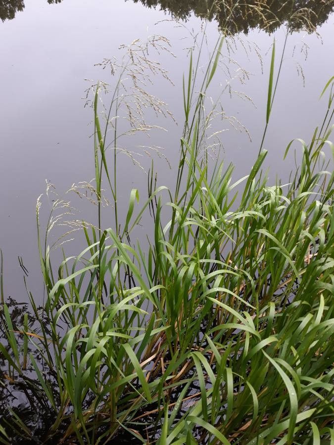 Glyceria maxima — search result for 'Poaceae'