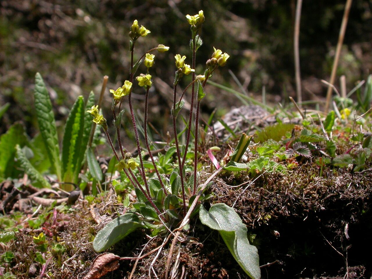 Draba gracillima habit