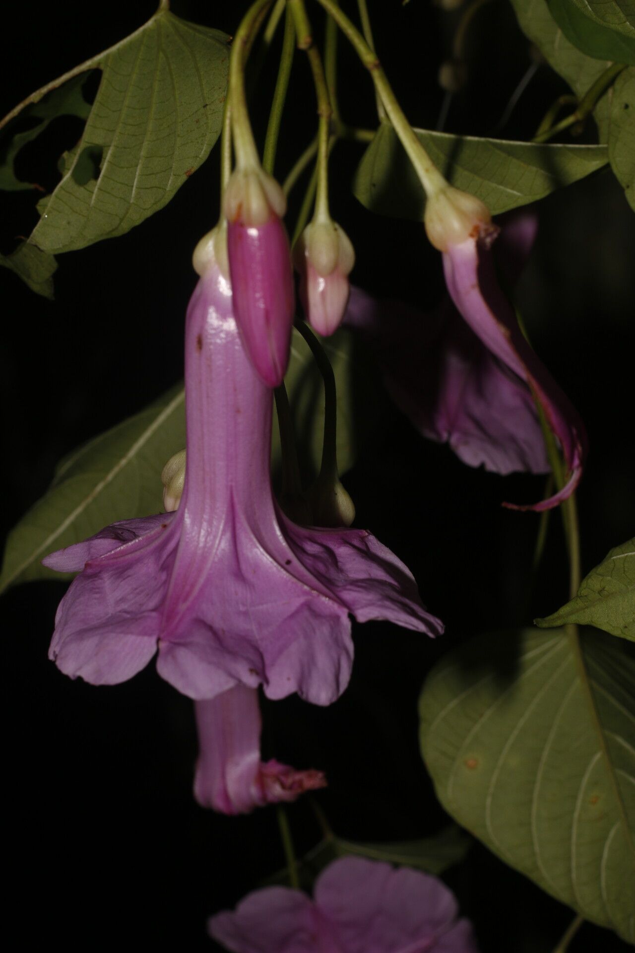 Ipomoea batatoides flower