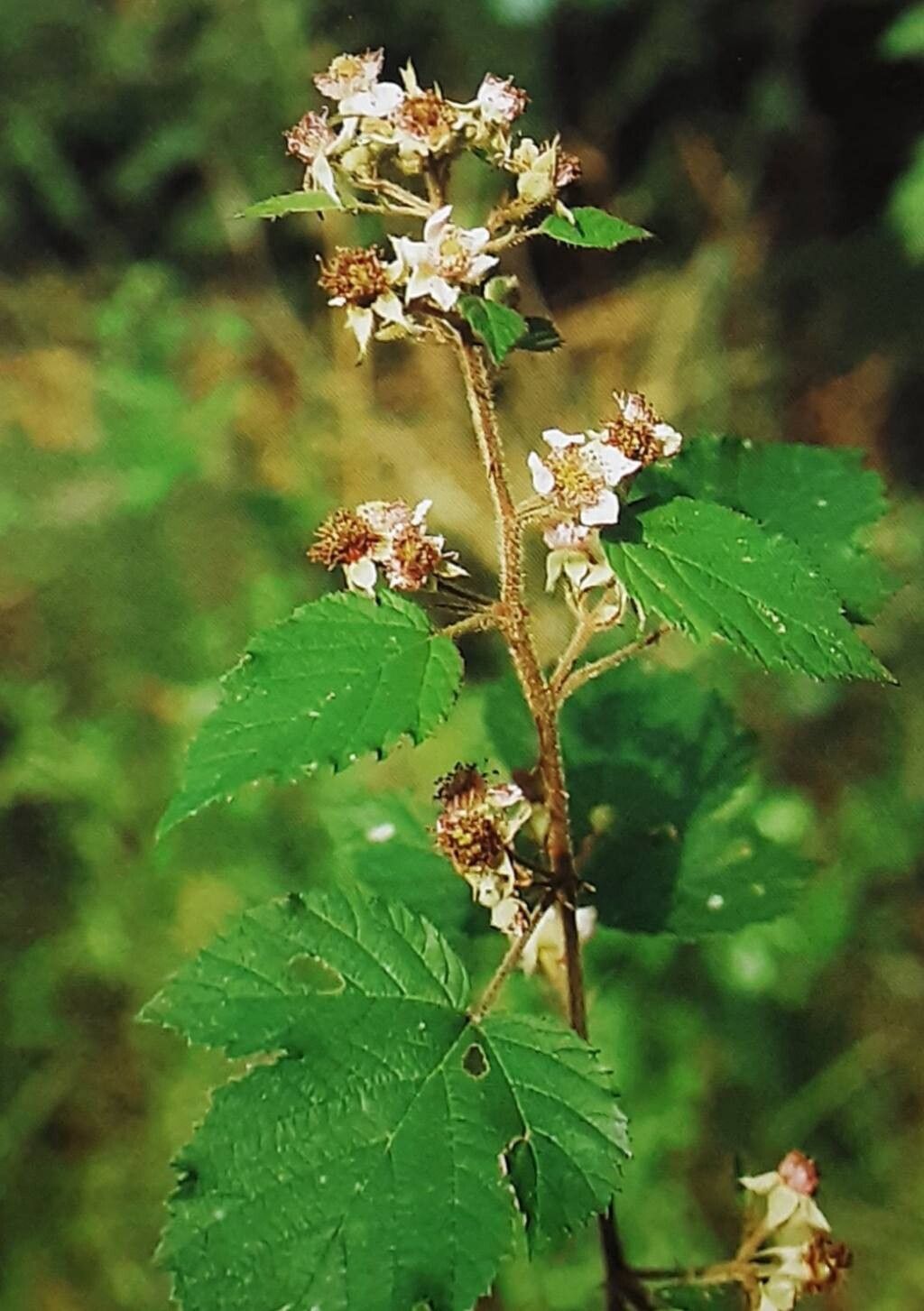 Rubus macrothyrsus flower