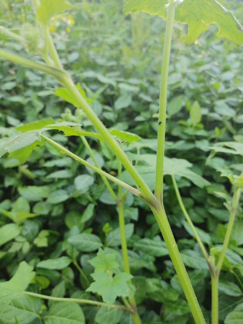 Hydrophyllum appendiculatum habit
