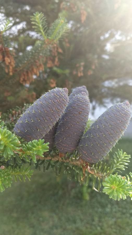Abies balsamea fruit