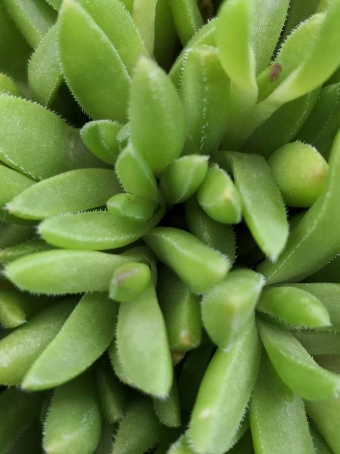 Delosperma lineare leaf
