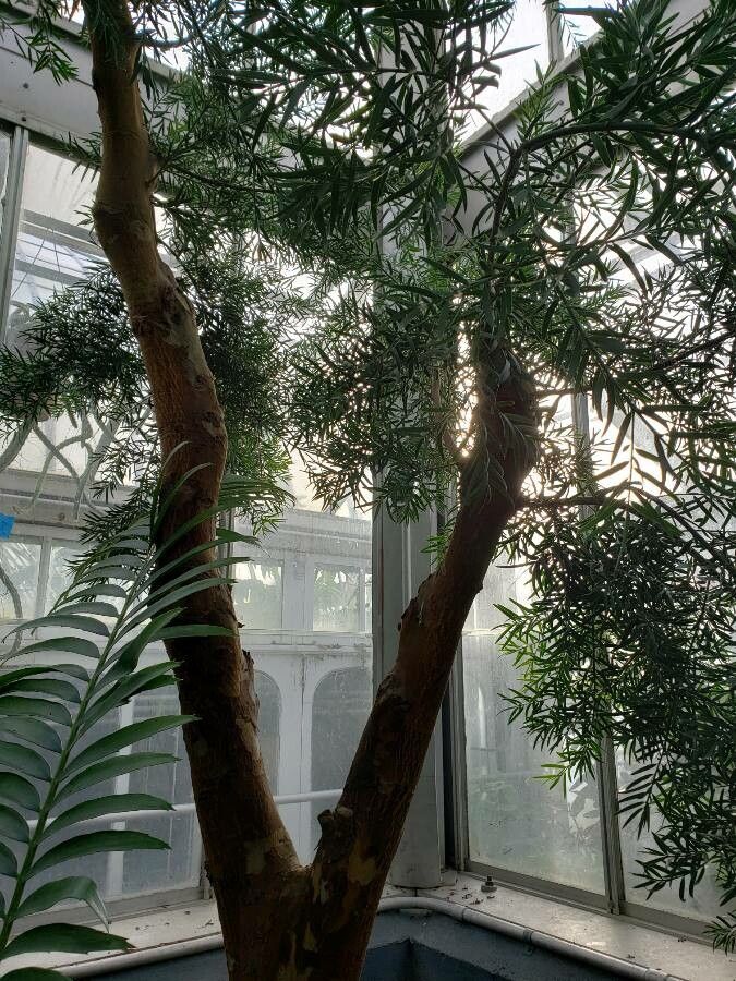 Afrocarpus gracilior habit