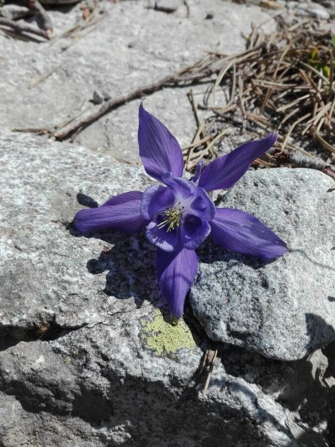 Aquilegia pyrenaica flower